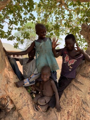 Photo: Children climbing in the fig tree.